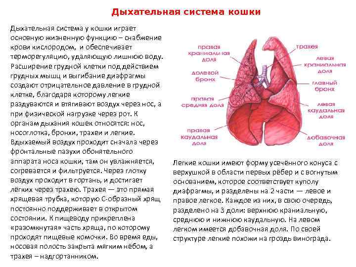 Отеки — диагностика причин и лечение вызывающих их заболеваний
