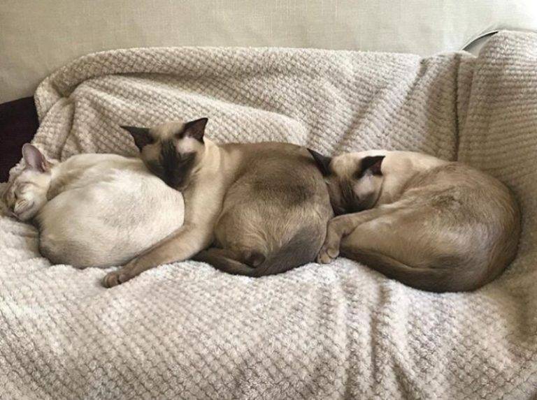 Можно ли спать с кошкой в одной постели: опрос