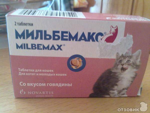 Профилактика глистов у кошек: для чего нужна и как часто проводить