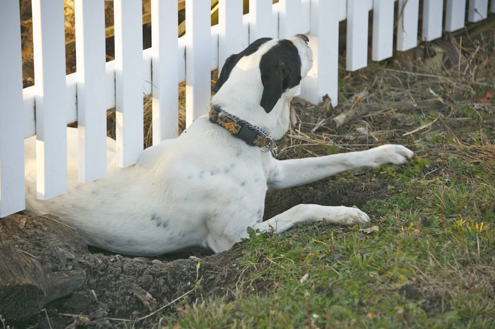 Почему собака капает. Собака под забором. Собака подкоп под забором. Собака из под забора.