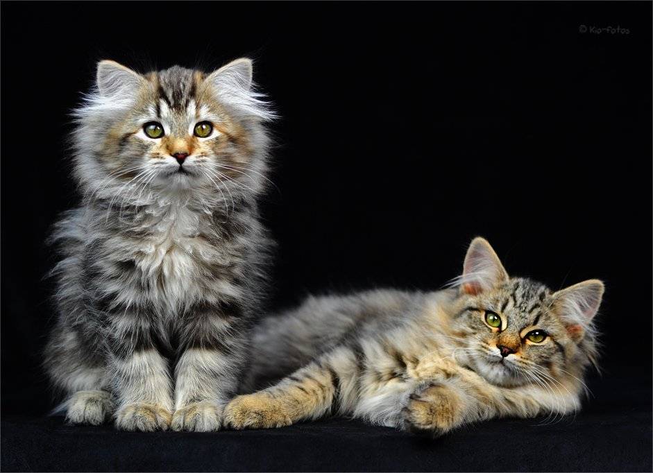 Сибирская кошка — история породы, описание, характер и повадки + 95 фото