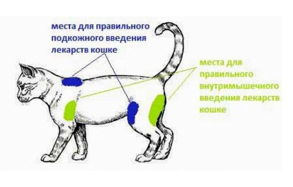 Как сделать укол коту внутримышечно в домашних условиях: схема