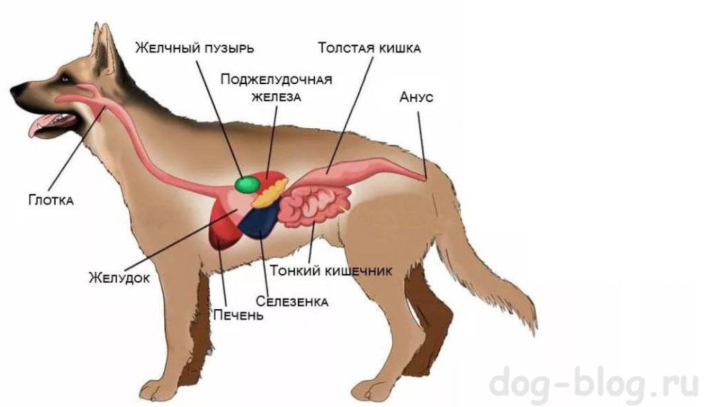 Можно печень щенкам. Пищеварительная система собаки схема. Схема расположения органов пищеварения собаки. Желчный пузырь собаки анатомия. Кишечник собаки анатомия.