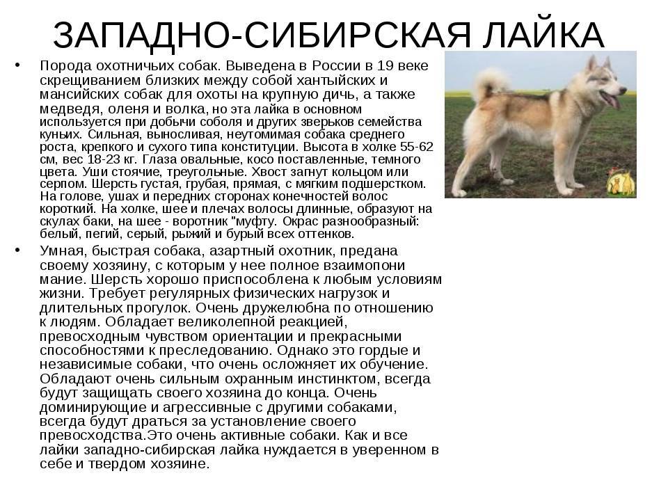 Подробная характеристика и описание породы собак московский дракон