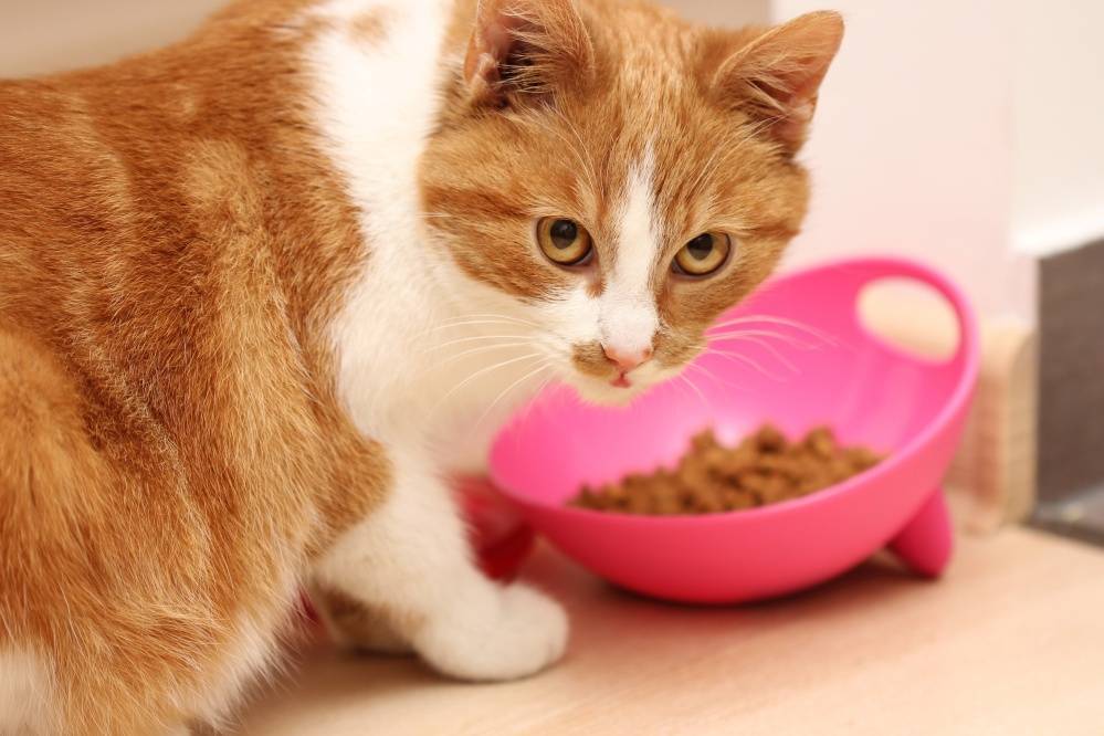 Чем кормить кошку при почечной недостаточности