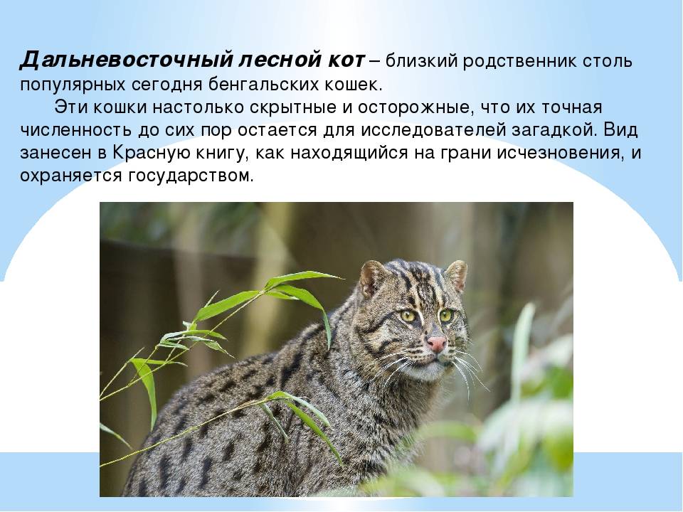 Дальневосточный лесной кот или леопардовый кот. дикие кошки россии. фото дальневосточного лесного кота.