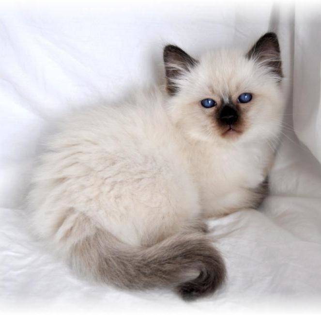 Сиамская кошка – описание характера и внешнего вида породы, цена котенка