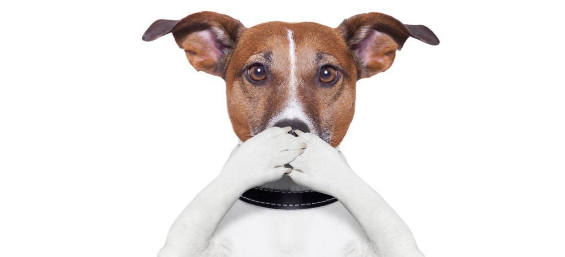 Как избавиться от запаха псины или что делать, если собака плохо пахнет? почему от собаки пахнет псиной: главные причины и способы их устранения