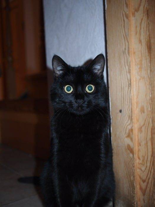 Что несут черные коты в дом?