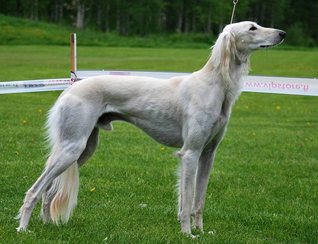 Салюки – порода собак: фото и описание персидской борзой, уход и содержание, советы по выбору щенка