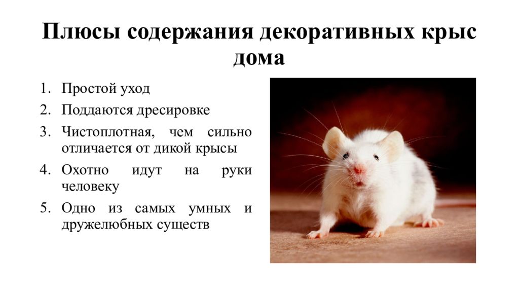 Преимущества и недостатки домашней крысы, стоит ли заводить