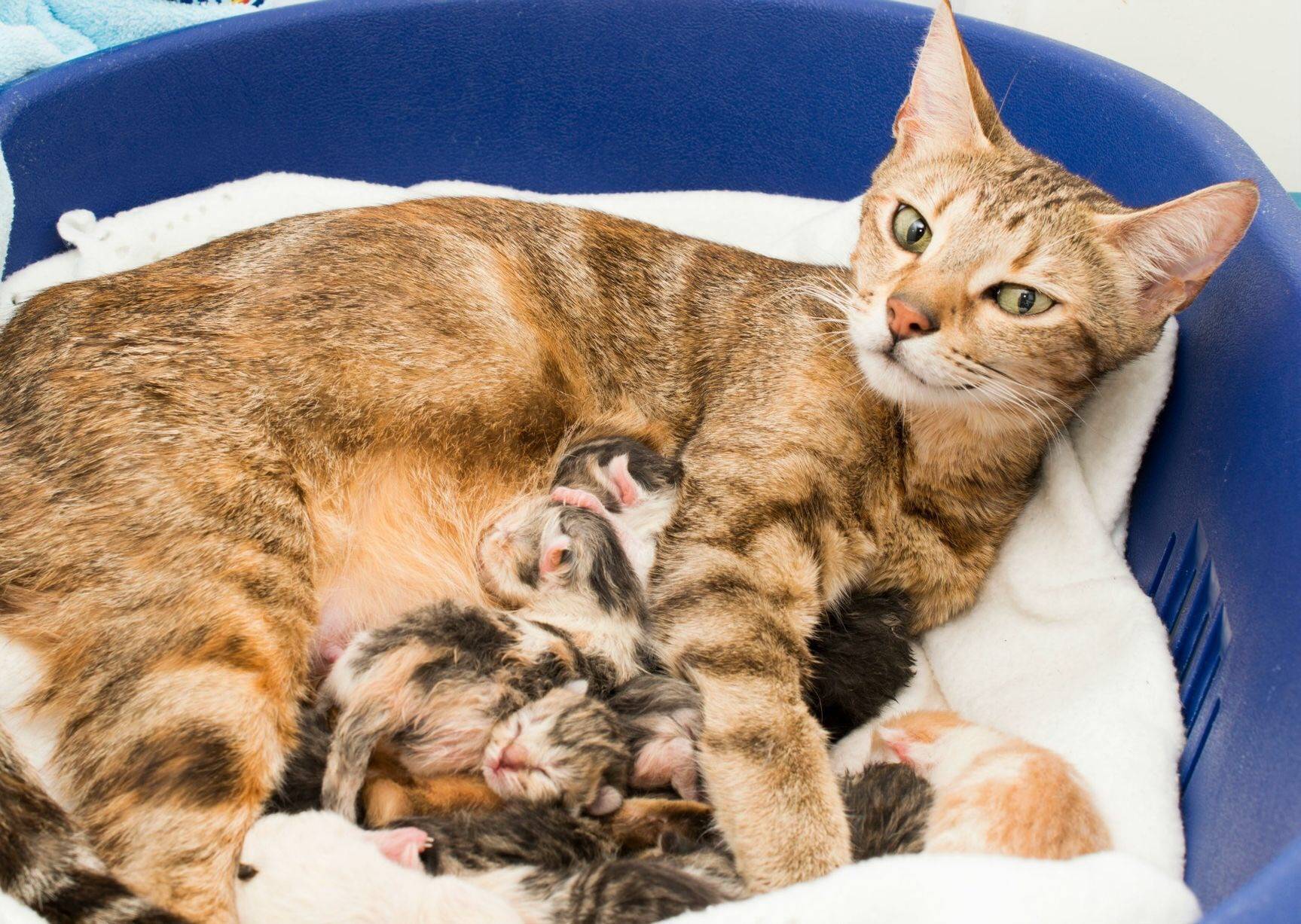 Сколько обычно котят рожают кошки: максимальное количество, а также впервые