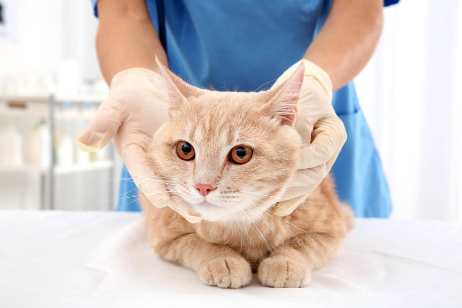 Мастопатия у кошек: лечение, симптомы, операция