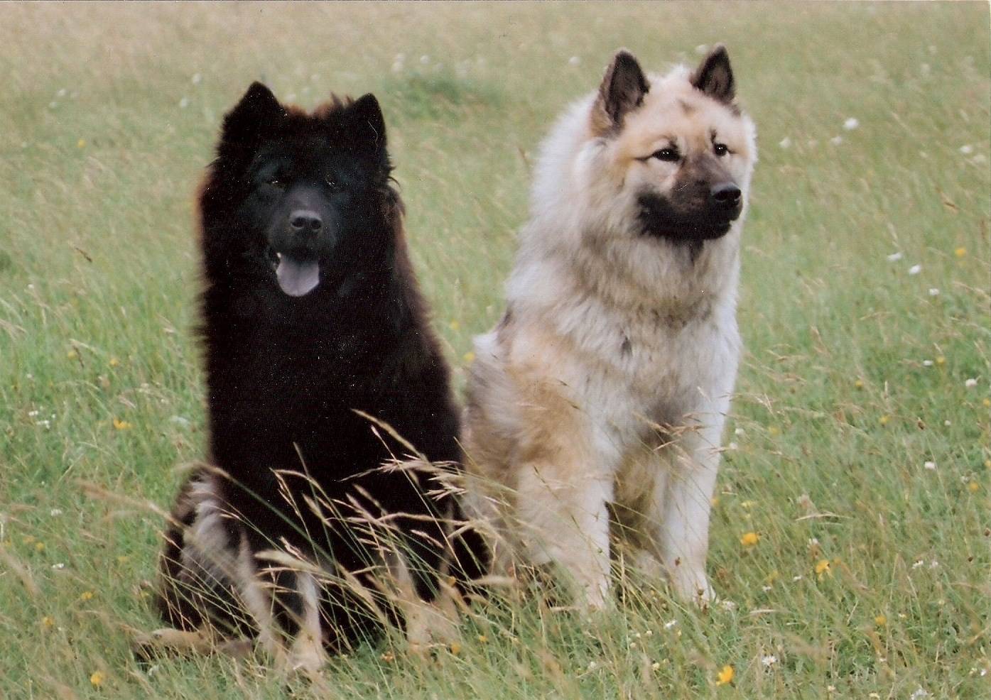 Порода собак японский шпиц - описание, характер, характеристика, фото японских шпицев и видео, цена