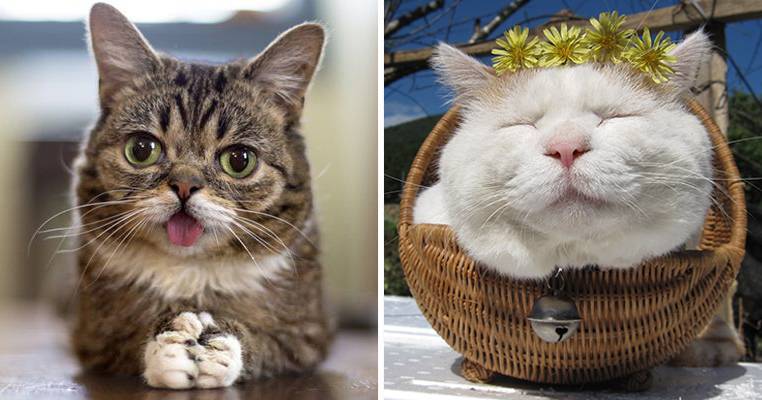 Самые знаменитые коты, которые покорили интернет