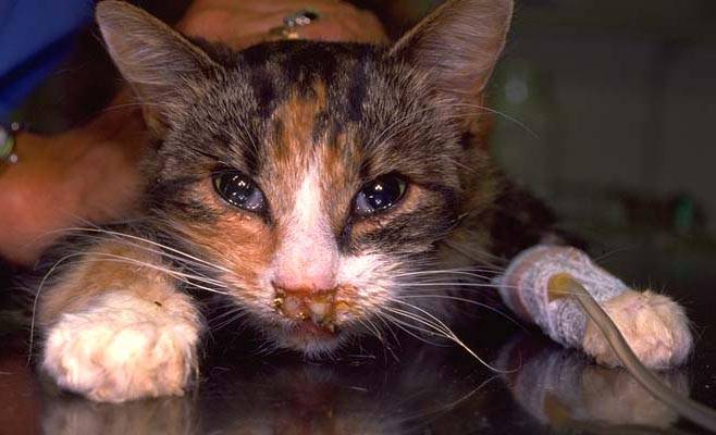 Ринотрахеит у кошек: симптомы и лечение
ринотрахеит у кошек: симптомы и лечение