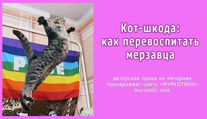 Как отучить кошку ссать на диван??? - как отучить кота ссать - запись пользователя лиля (belasik) в сообществе домашние животные в категории помогите советом - babyblog.ru