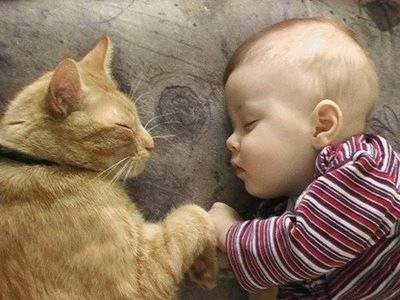 Ребенок и кошка, фото, знакомство ребенка и кошки, взаимоотношения кошки и ребенка, гигиена