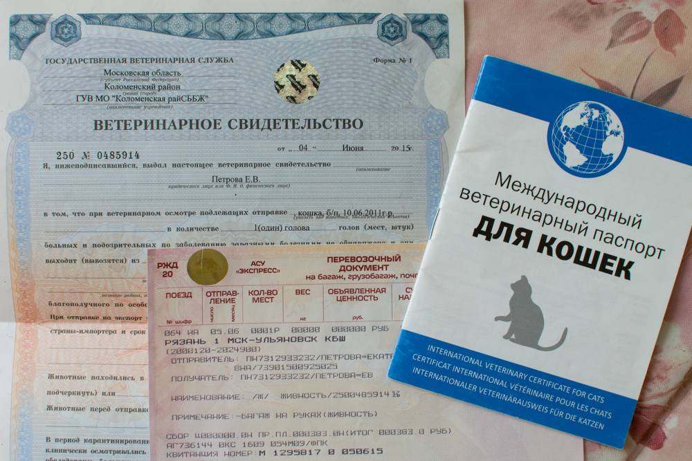 Правила перевозки собак в самолете по россии и с пересечением границы