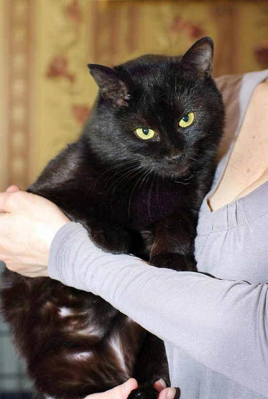 Черный британец: особенности породы, характер и уход за котом, фото, выбор котенка, отзывы владельцев британской кошки