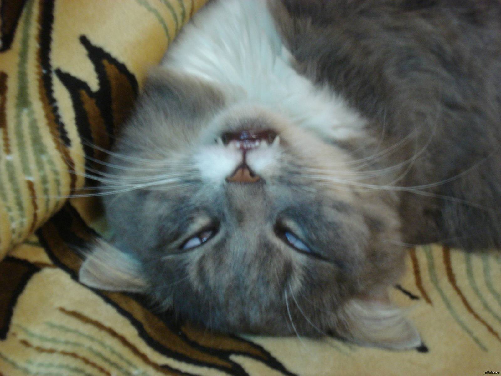 Почему кошка храпит во сне и что делать? - oozoo.ru