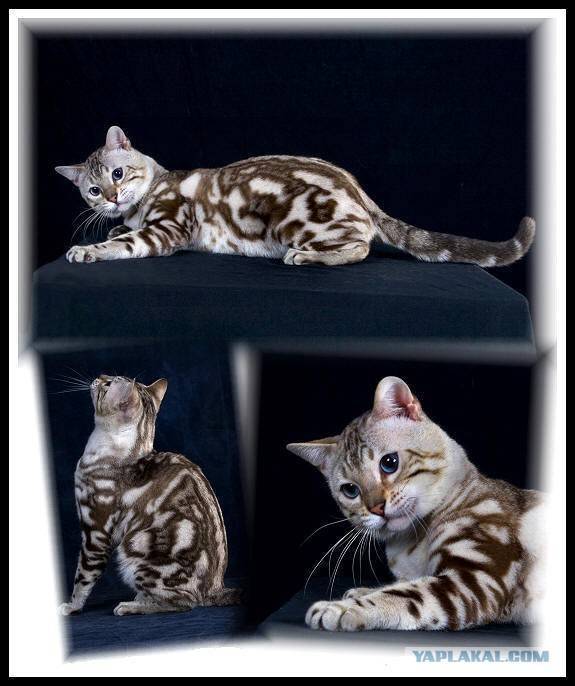 Описание и фото трехцветных пушистых и гладкошерстных кошек разных пород