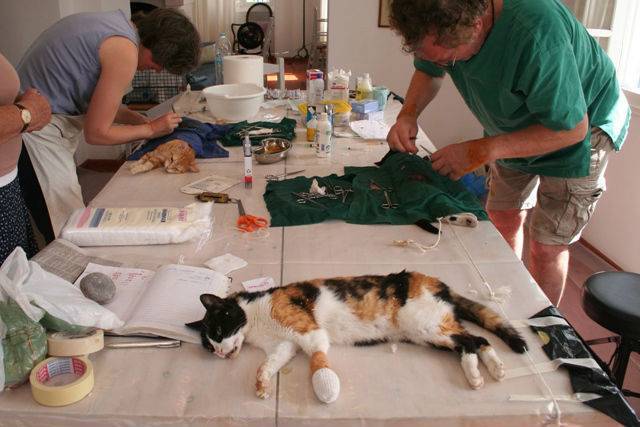 Как решиться на стерилизацию кошки? за и против. полезные советы