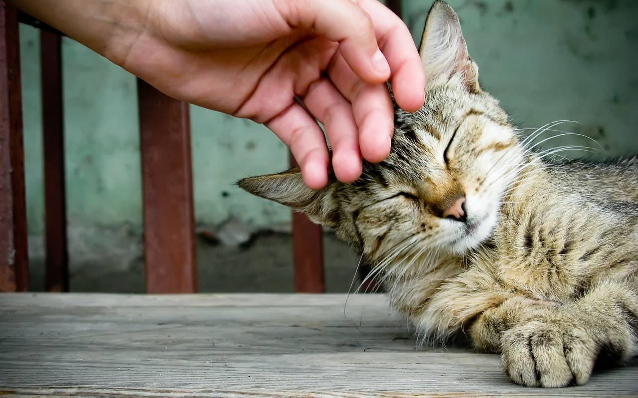 Кошка шипит: что означает, основные причины, как успокоить