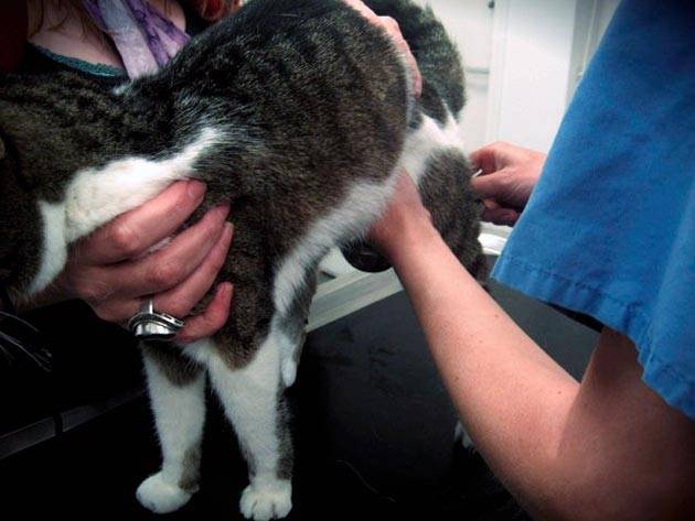 11 причин почему кот писает кровью - лечение и диагностика