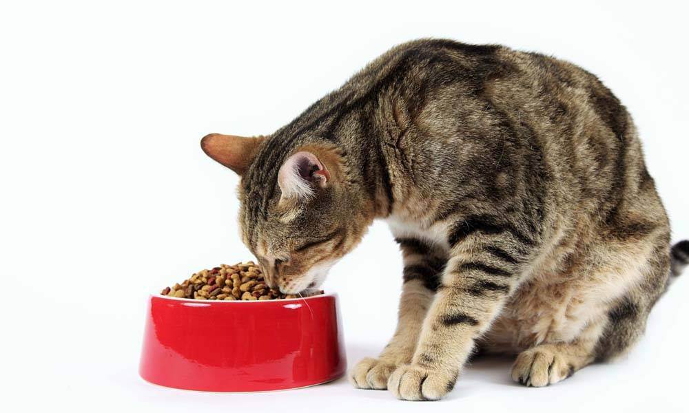 Питание кошки после болезни или операции