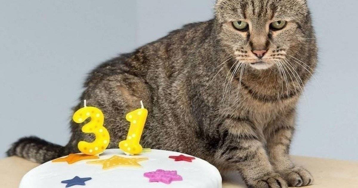 Коты-рекордсмены по продолжительности жизни