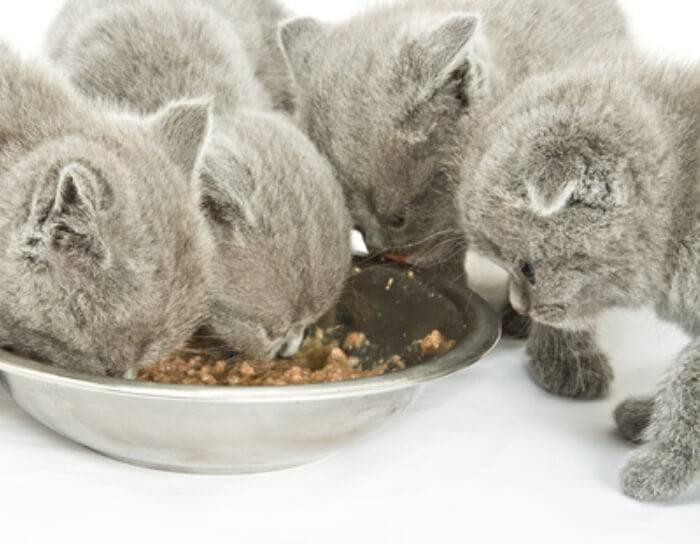 Чем и как кормить шотландского котенка в месяц?