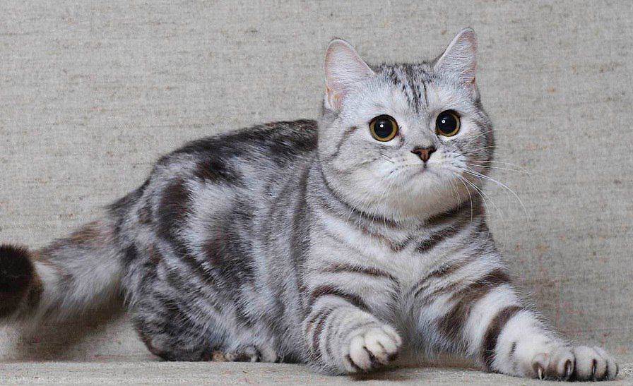Размножение шотландских кошек: вязка, беременность и роды
