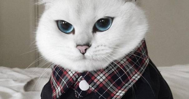 Коби: порода кошек с красивыми глазами