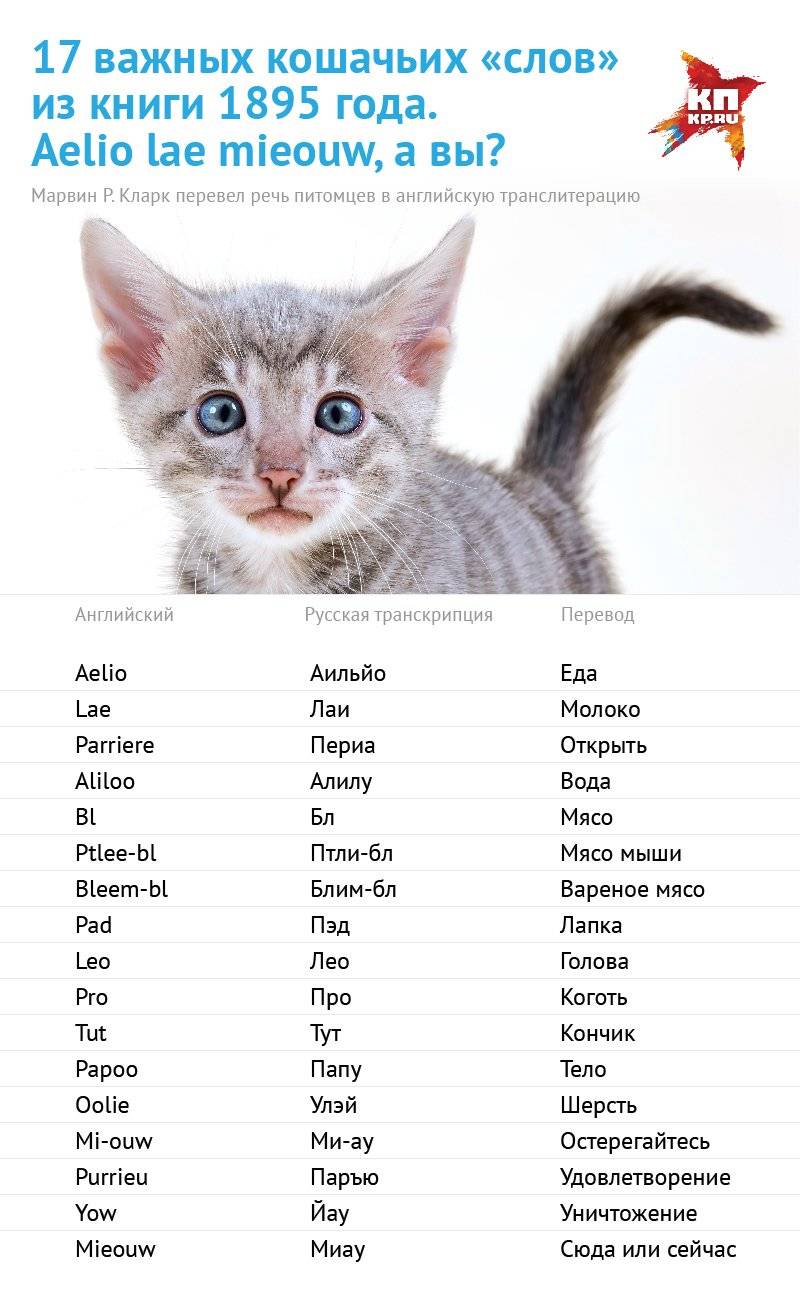 Имя для сиамского кота и кошки: как назвать девочку и мальчика, лучшие клички