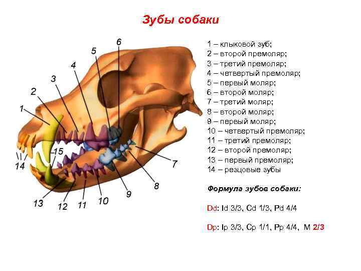 Сколько зубов у собак: строение, название, соотношение с возрастом