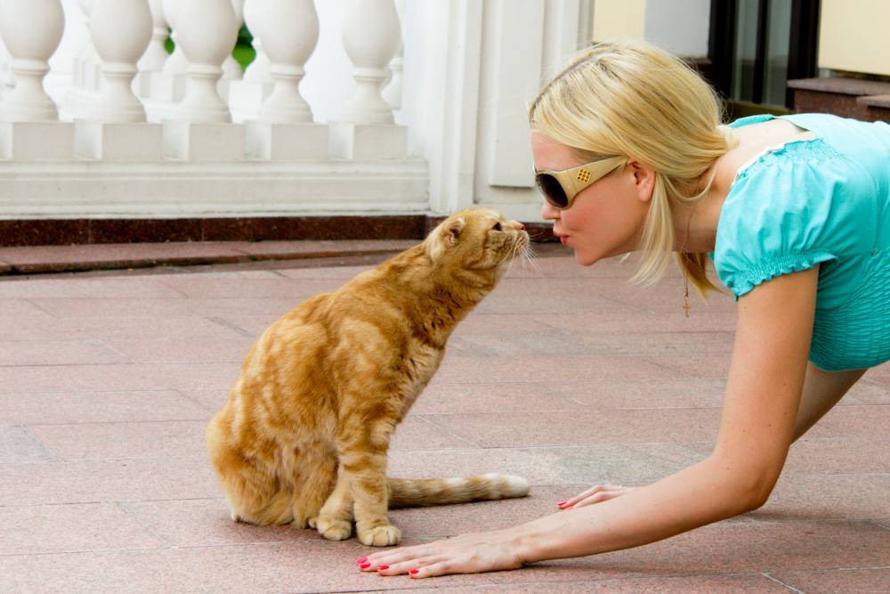 Почему шипят кошки – на хозяина, чужих людей или определенного человека, что с этим делать: 10 причин кошачьего шипения