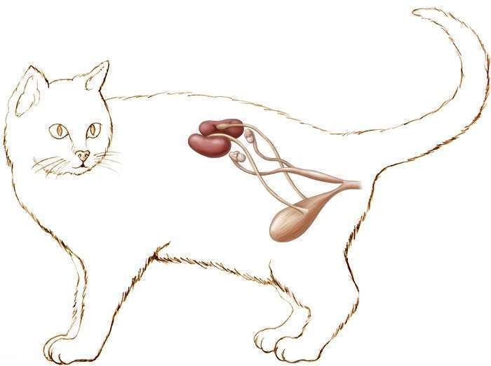 Здоровое мочеиспускание у кошек и котов: сколько раз в день должен писать котёнок и взрослое животное, отклонения от нормы и их причины