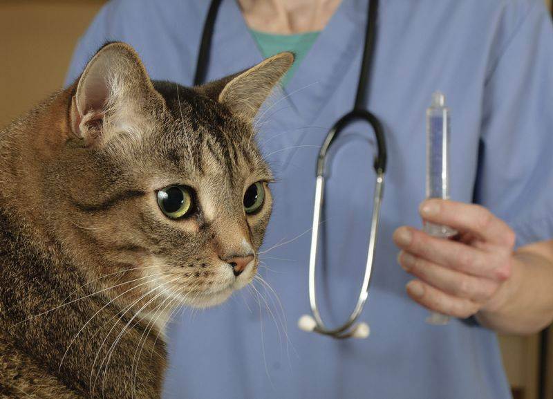 Вакцина от бешенства кошке — побочные эффекты