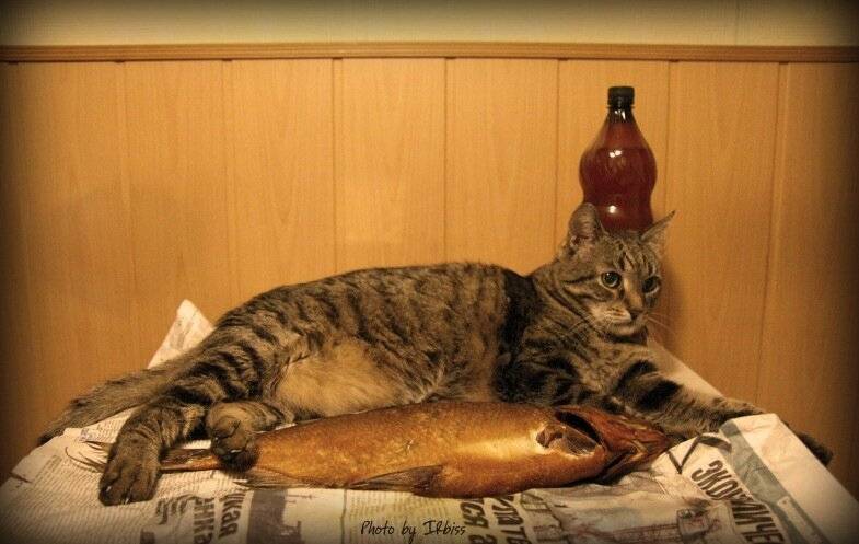 Можно ли кошкам рыбу - польза и вред - kotiko.ru