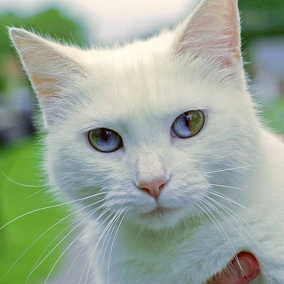 Сонник белый кот с разными глазами. к чему снится белый кот с разными глазами видеть во сне - сонник дома солнца