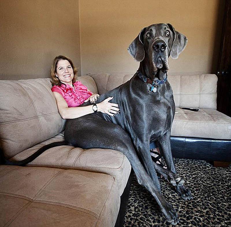 Самые крупные собаки в мире: топ-10 пород