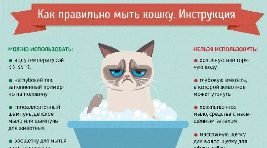 Как приучить котенка купаться в ванной