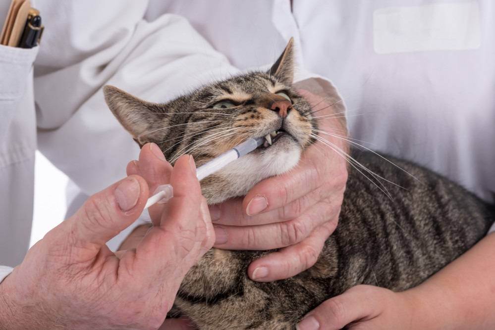 Слюни у кота с текущими прозрачными каплями как вода и с запахом изо рта: причины, диагностика и профилактика