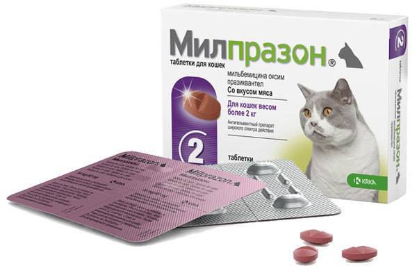 Милпразон для кошек: инструкция и показания к применению, отзывы, цена