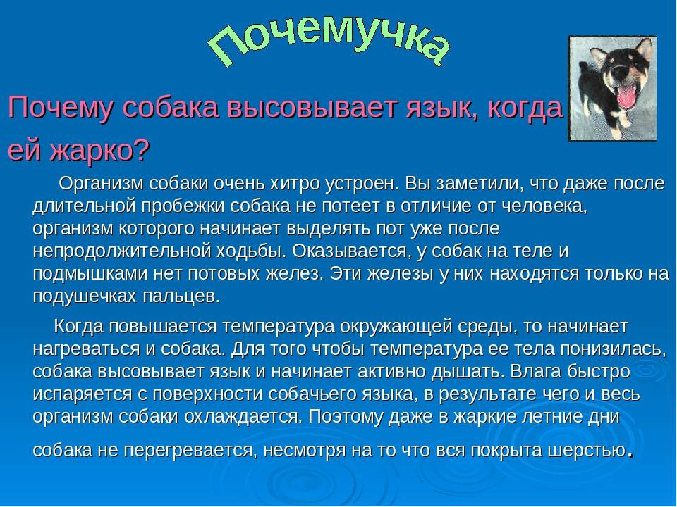 Собака тяжело дышит высунув. Почему собака вытаскивает язык. Почему собаки высовывают язык. Почему в жару собака высовывает язык. Собака часто дышит причины.