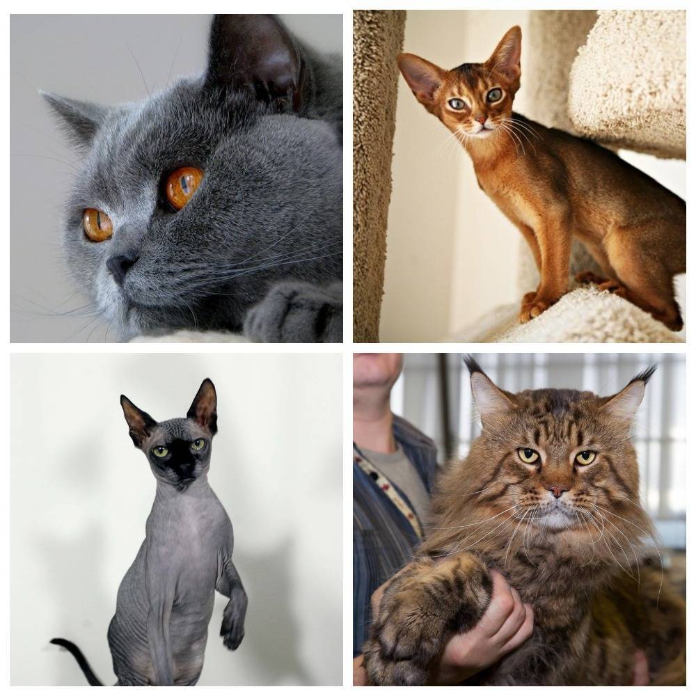 Как определить породу кошки по внешним признакам