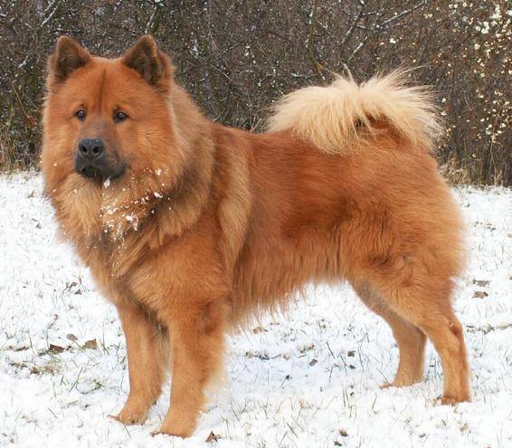 Собака породы евразиер (ойразир) - описание породы евразийского шпица