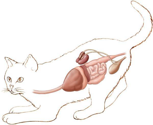 Что делать при непроходимости кишечника у кошек