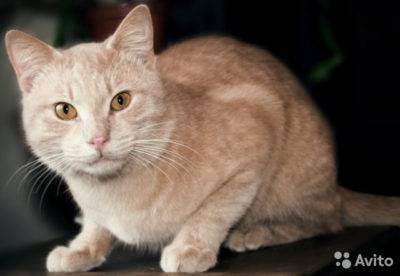 Рыжие британские кошки: стандарт окраса, варианты сочетания цветов и уход за шерстью